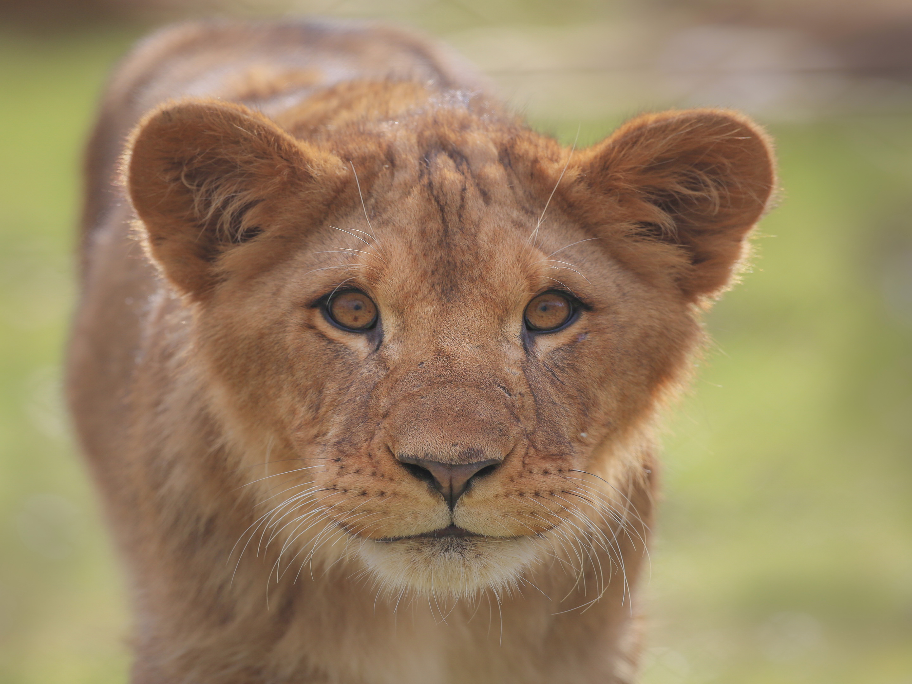 Partez à la découverte du Zoo Safari de Thoiry : en voiture et à...